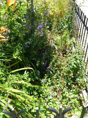 Toronto Front Garden Summer Cleanup in Leslieville Before by Paul Jung Gardening Services--a Toronto Gardening Company Toronto Front Garden Summer Cleanup in Leslieville Before by Paul Jung Gardening Services--a Toronto Gardening Company