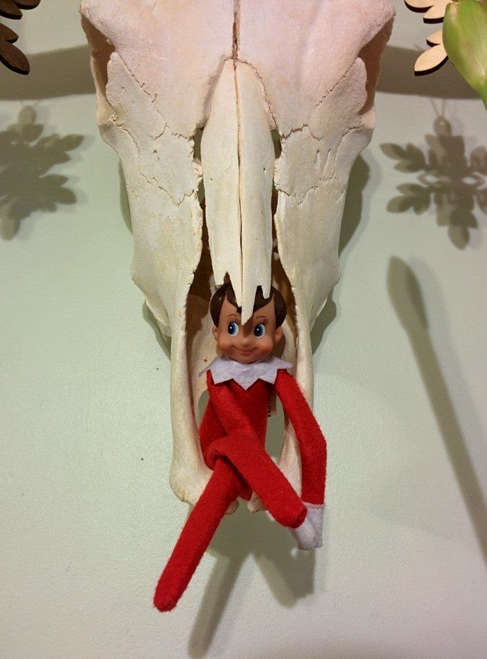 The Daily Bone Shelf Elf