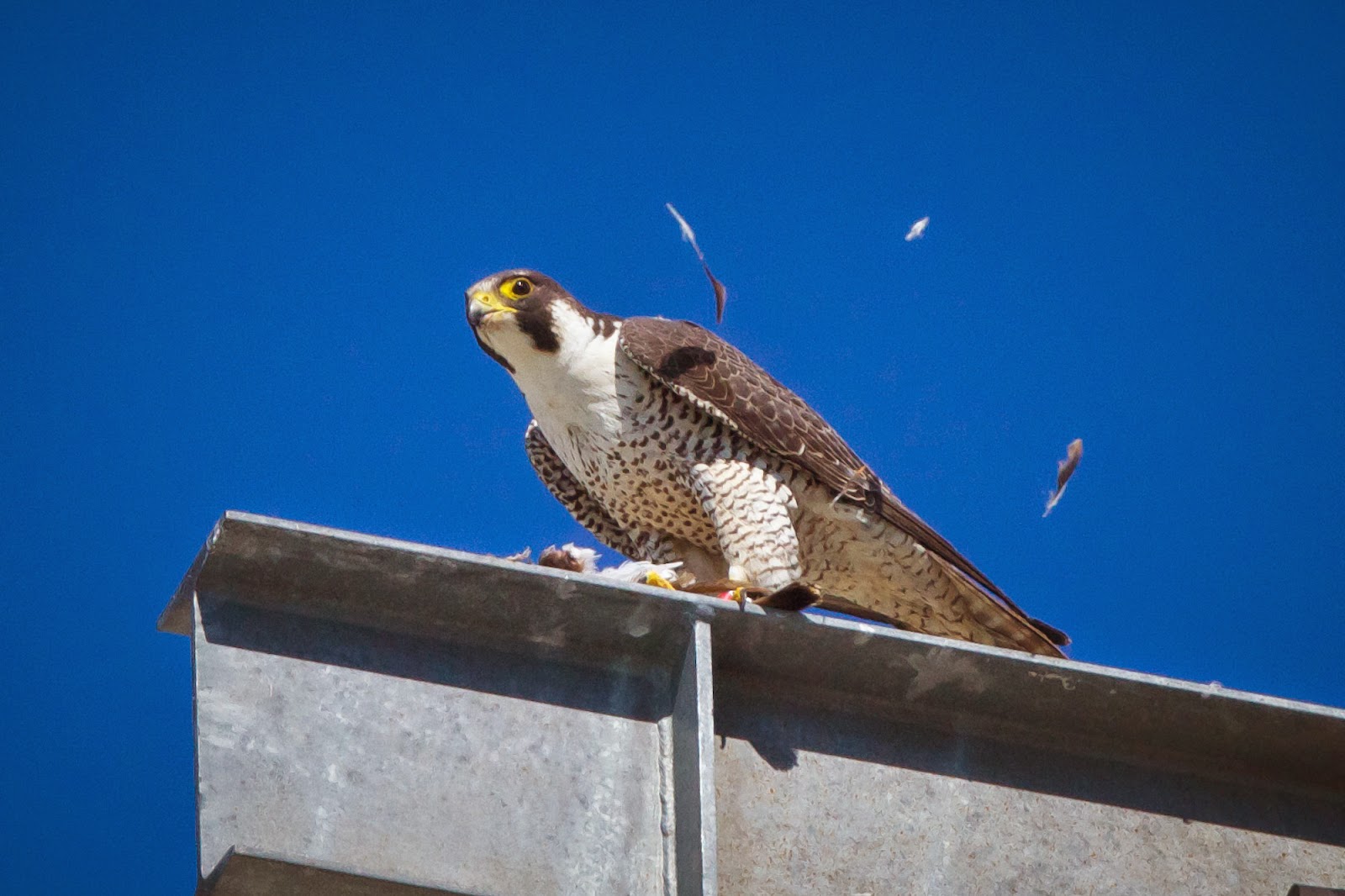 peregrin falcon feathers