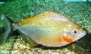 Jenis Ikan Piranha
