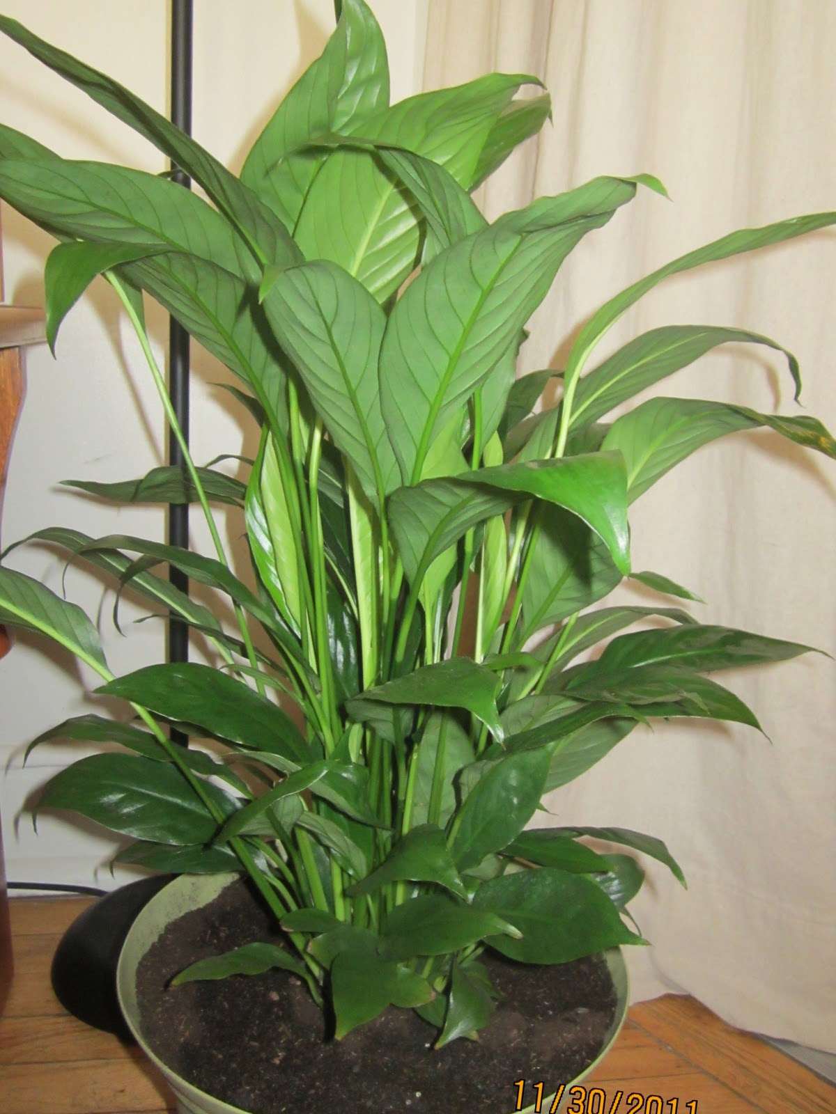 Homemade And Colorful New And Old Houseplants