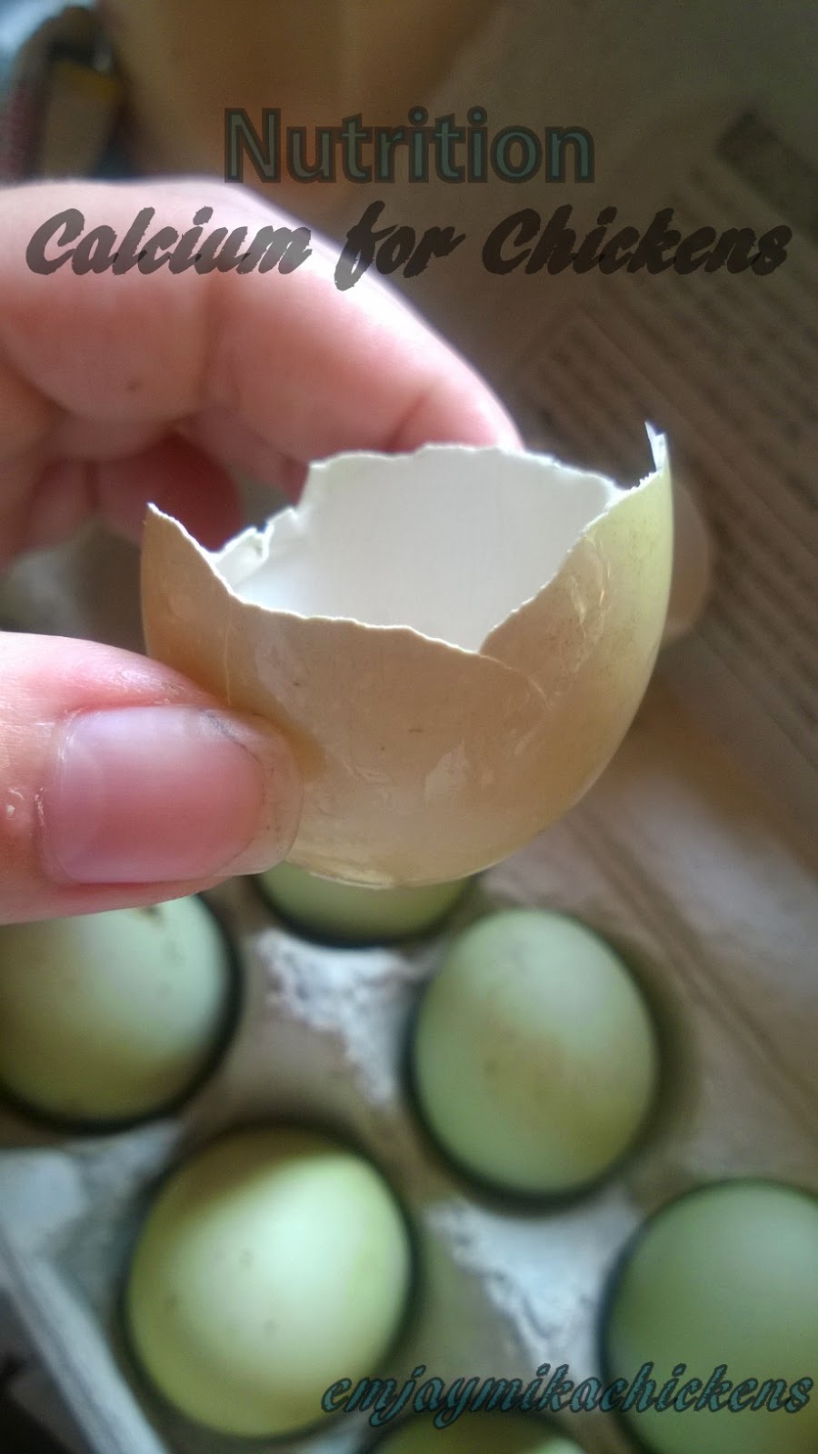 Raising Chickens Calcium For Chickens Nutrition Part 3