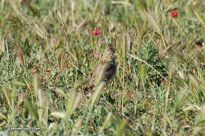 Cogullada fosca (Galerida theklae)