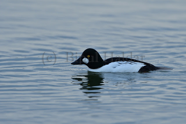 Common Goldeneye Common Goldeneye