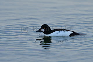 Common Goldeneye Common Goldeneye