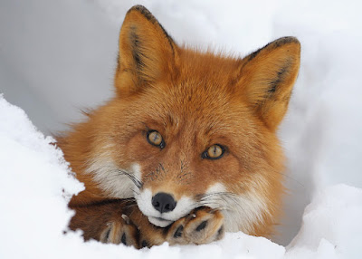 Cliquez sur l'image pour découvrir les plus belles photos de renards