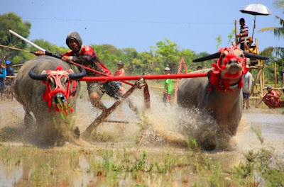 Buffalo Racing Tradition in West Sumbawa