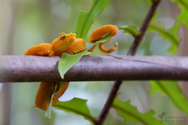 Eyelash Viper - Bothriechis schlegelli