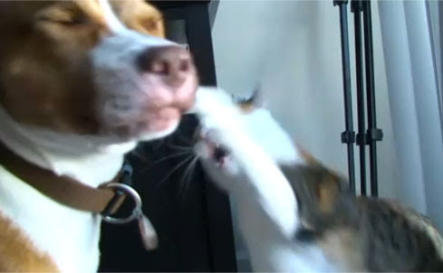 Video : ネコパンチの連打炸裂に戦意喪失するイヌ… ! !