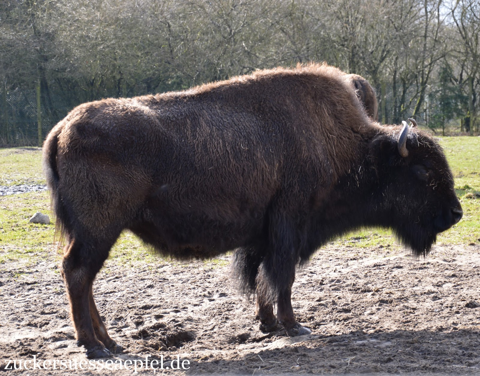 zoo billund fanden zoo billund fanden