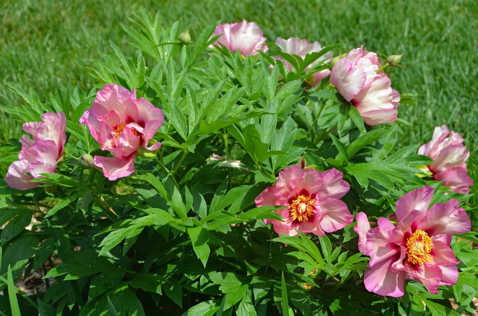 Southern Peony 2016 Peony 'Takara' (Treasure) Best Performer Week 5