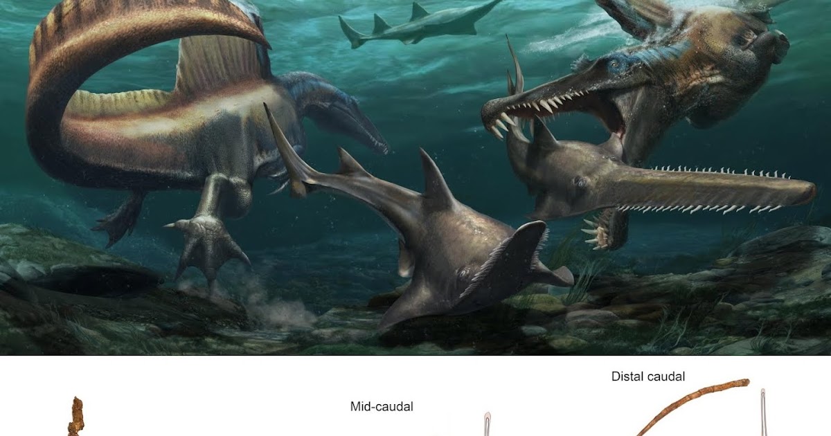 spinosaurus aegyptiacus 2020