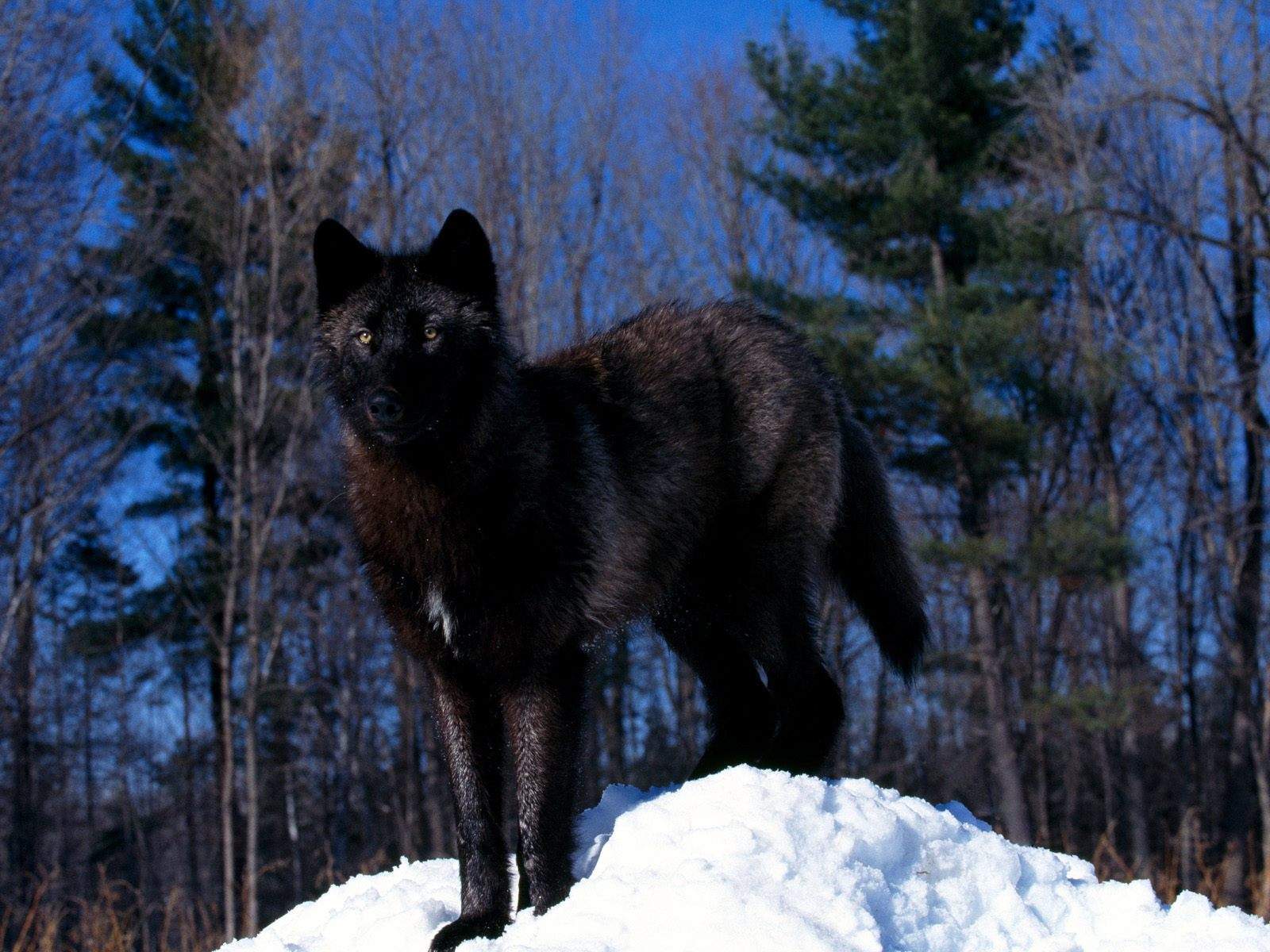 http://4.bp.blogspot.com/-kSgj4sWVM1E/UJqNQIN1MdI/AAAAAAAABRo/LmsE97A0CS4/s1600/Black+Wolf+in+Snow-wallpaper-Black+Wolf+in+Snow-hd-desktop.jpg