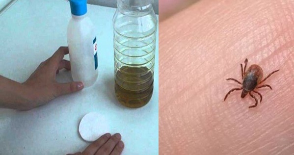 como eliminar las pulgas en casa todo para nosotras como eliminar las pulgas y garrapatas como eliminar las pulgas en casa todo para nosotras como eliminar las pulgas y garrapatas