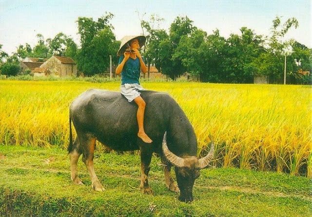 "Ngây ngất" Hình ảnh đẹp về làng quê Việt Nam đẹp như tranh