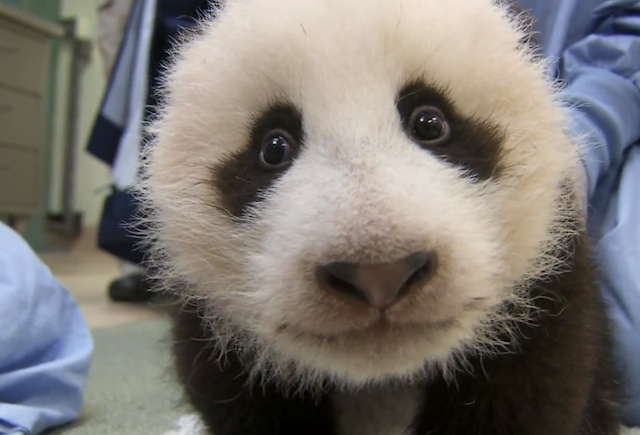 Faith Corral: Another pictures and video of Cute Panda