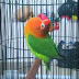 Melatih Lovebird Agar Durasi Maximal untuk Orang yang Sibuk Bekerja