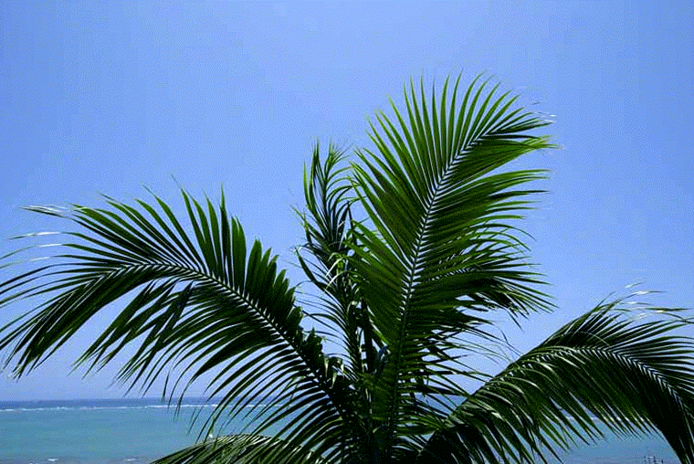 Ryukyu Life Travel Photo An Animated Palm Tree in the Breeze