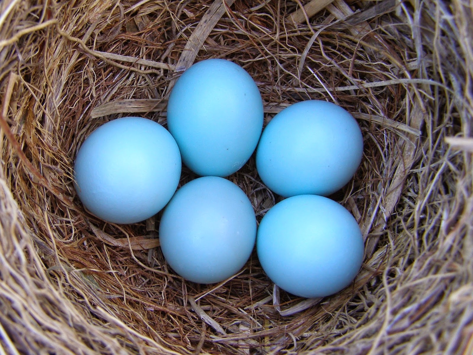 50 best ideas for coloring Blue Jay Eggs