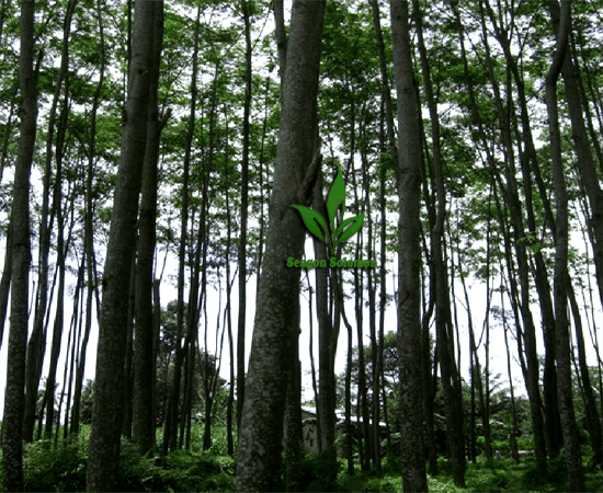 Pohon_Kayu_Sengon_Solomon Pohon_Kayu_Sengon_Solomon