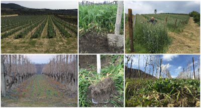 sovescio vigna bio