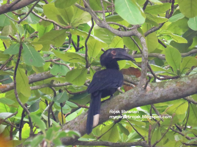 Black Hornbill in Ubin