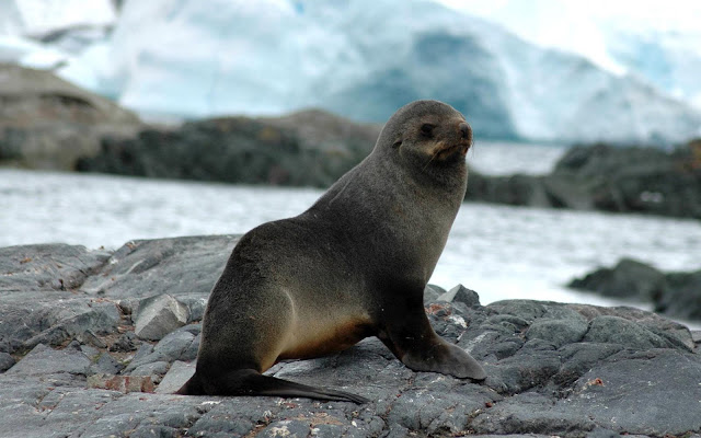 Photo of a seal sitting on the rocks