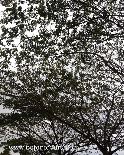 Samanea saman, Rain Tree