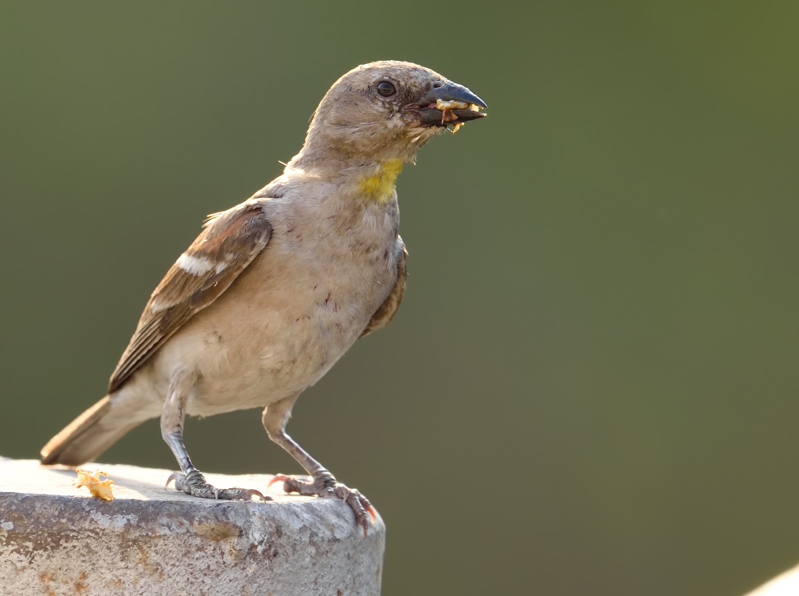 Birding and Photography Blog By Ritesh. Yellow throated sparrow near