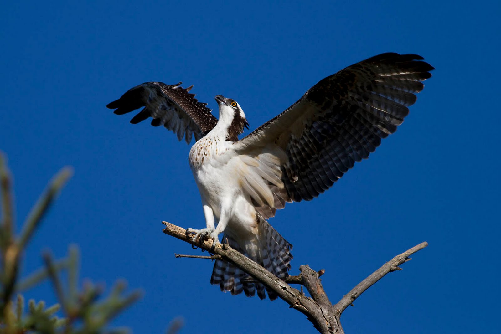 Ann Brokelman Photography Osprey Beautiful, Stunning Babies