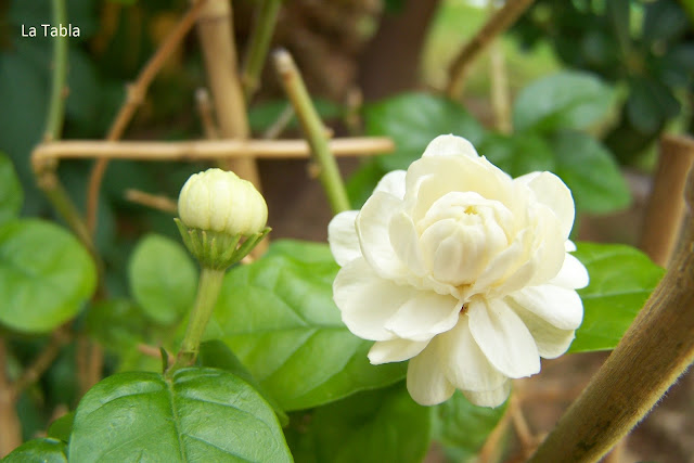 Jasminum sambac 'Duque de Toscana', diamela, jazmín de Arabia