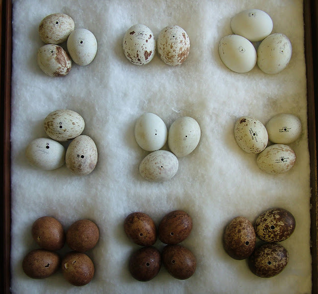 Bird In Everything Identifying Birds Eggs