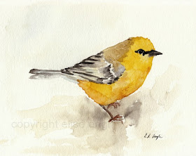 Watercolor painting of yellow bird