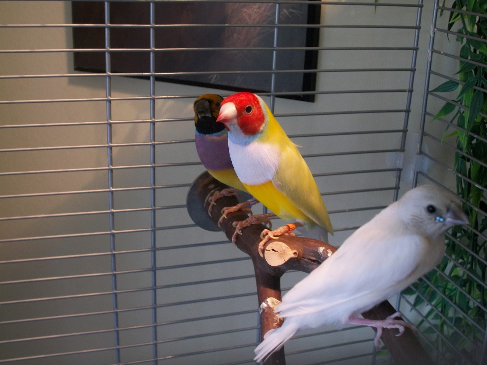 First Light Aviary: Gouldian Finches