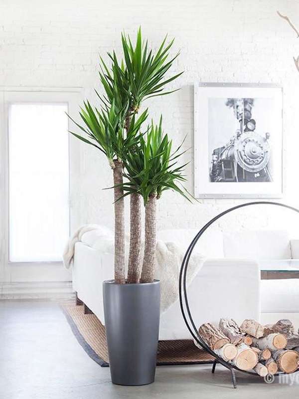 Yucca Plant