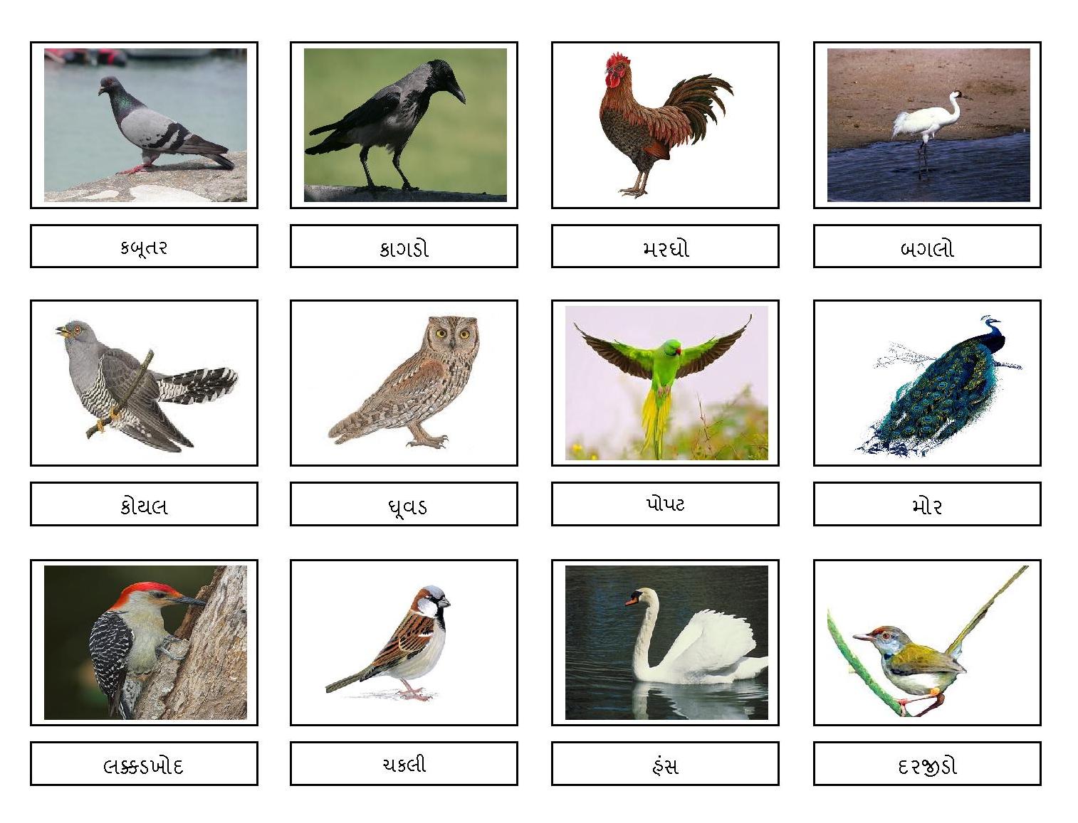 названия птиц на английском. зимующие птицы и перелетные птицы с названиями. названия птиц на бурятском. названия животных и птиц. перечисление птиц.