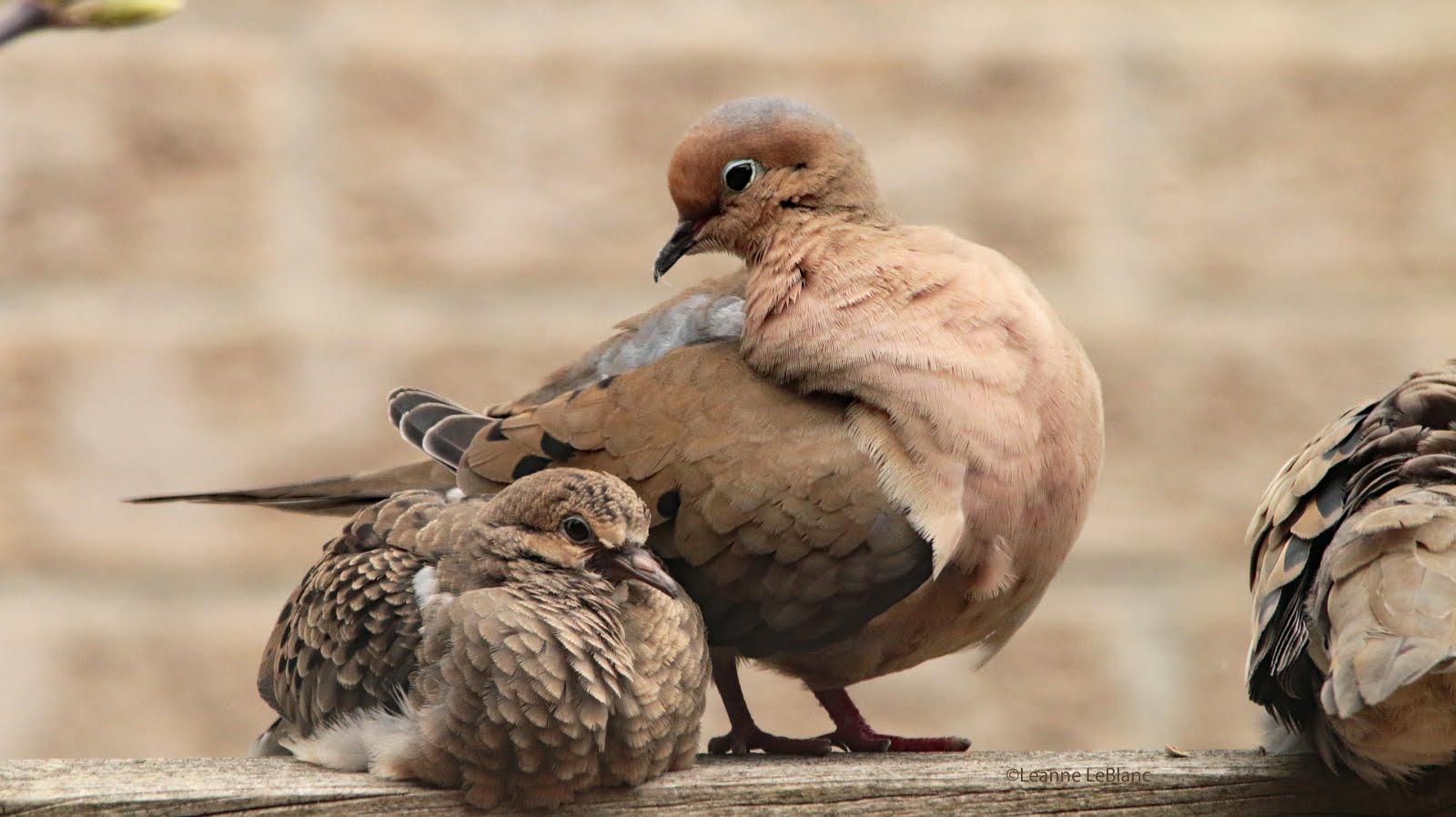 Baby Doves! Nature Notes Blog