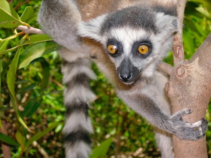 Lemur teeth help take a bite out of Madagascar's mysteries