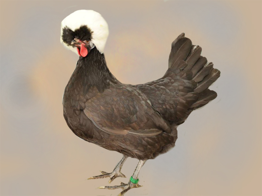 Holländer Haubenhuhn