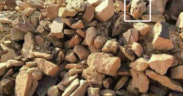 يوجد حيوان يختبئ بين الصخور فهل ستتمكن من العثور عليه في أقل من دقيقة ثقافة الحياة