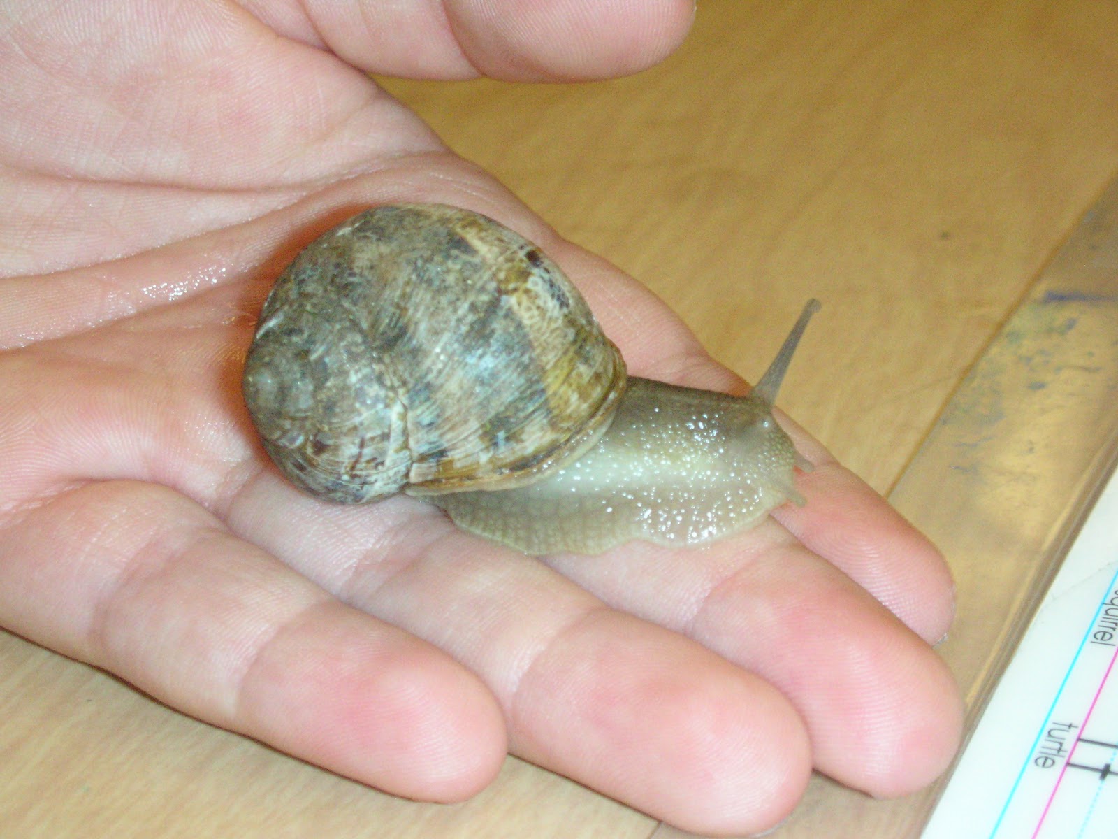 Kindergarten Kids Snails in Kindergarten