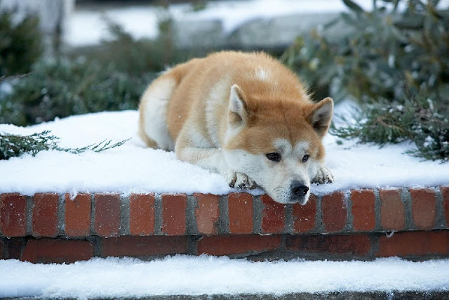 Hachiko waits for his master
