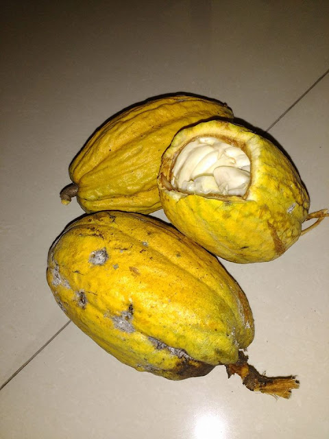 Ciri-Ciri Akibat Tubuh Kekurangan Vitamin