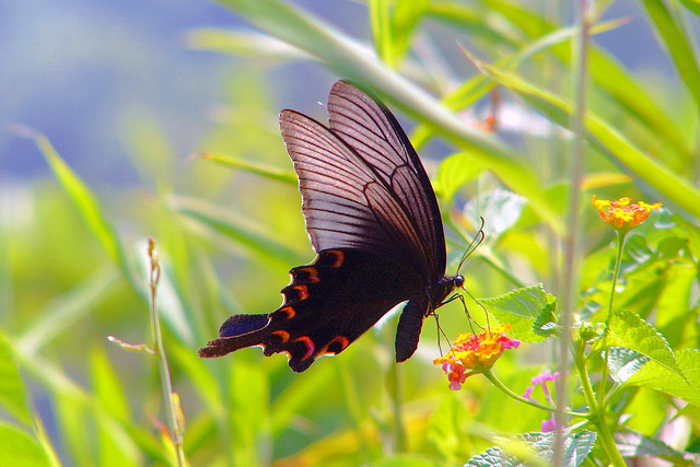 the sublime swallowtail butterfly the ark in space