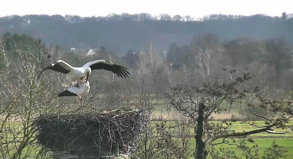 wildlife webcams wildlife webcams