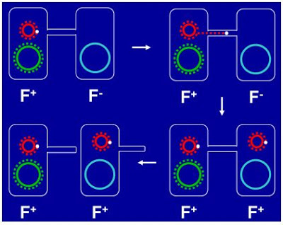 Conjugation between F+ and F- cell