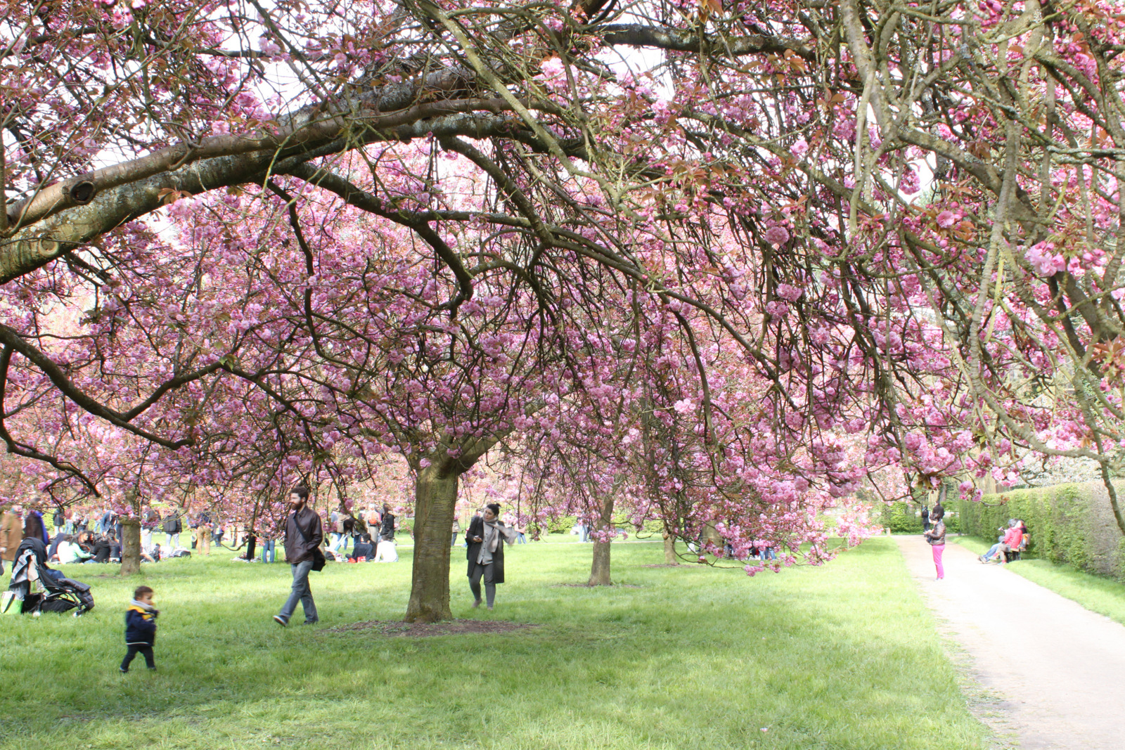 Hanami au Parc de Sceaux