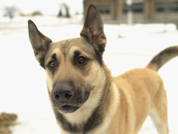 Boxer german shepherd mix - mumusync