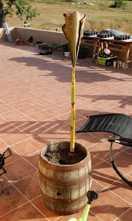 Banana plant put outside for summer Banana plant put outside for summer