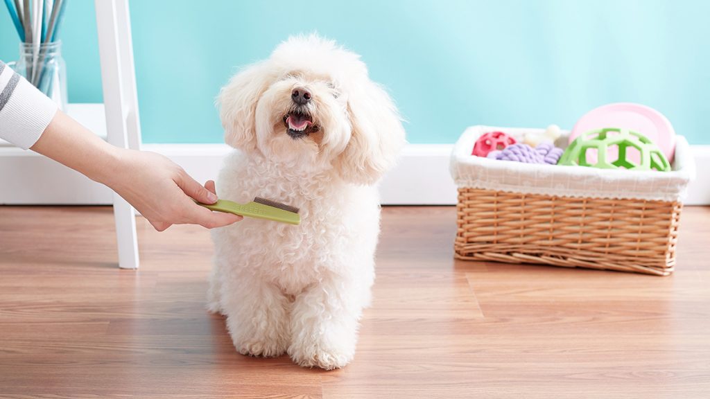 6 Easy Natural Ways to Get Rid Of Dog Fleas Wiki Fleas